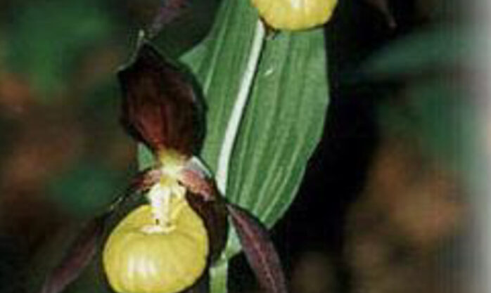 Bilde: Mariskomarsjen - turmarsj på orkidé-vis!