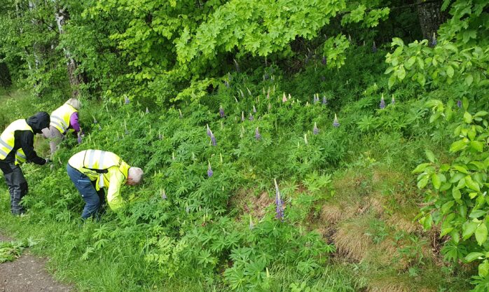 Bilde: Prosjektet RENATUR i Drammen - om fremmede skadelige arter